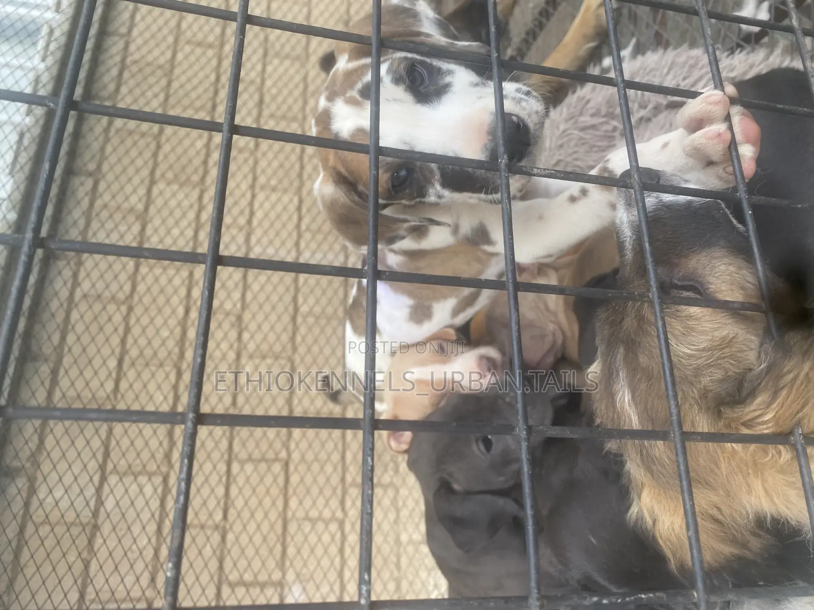 1-3 months Female Purebred Great Dane