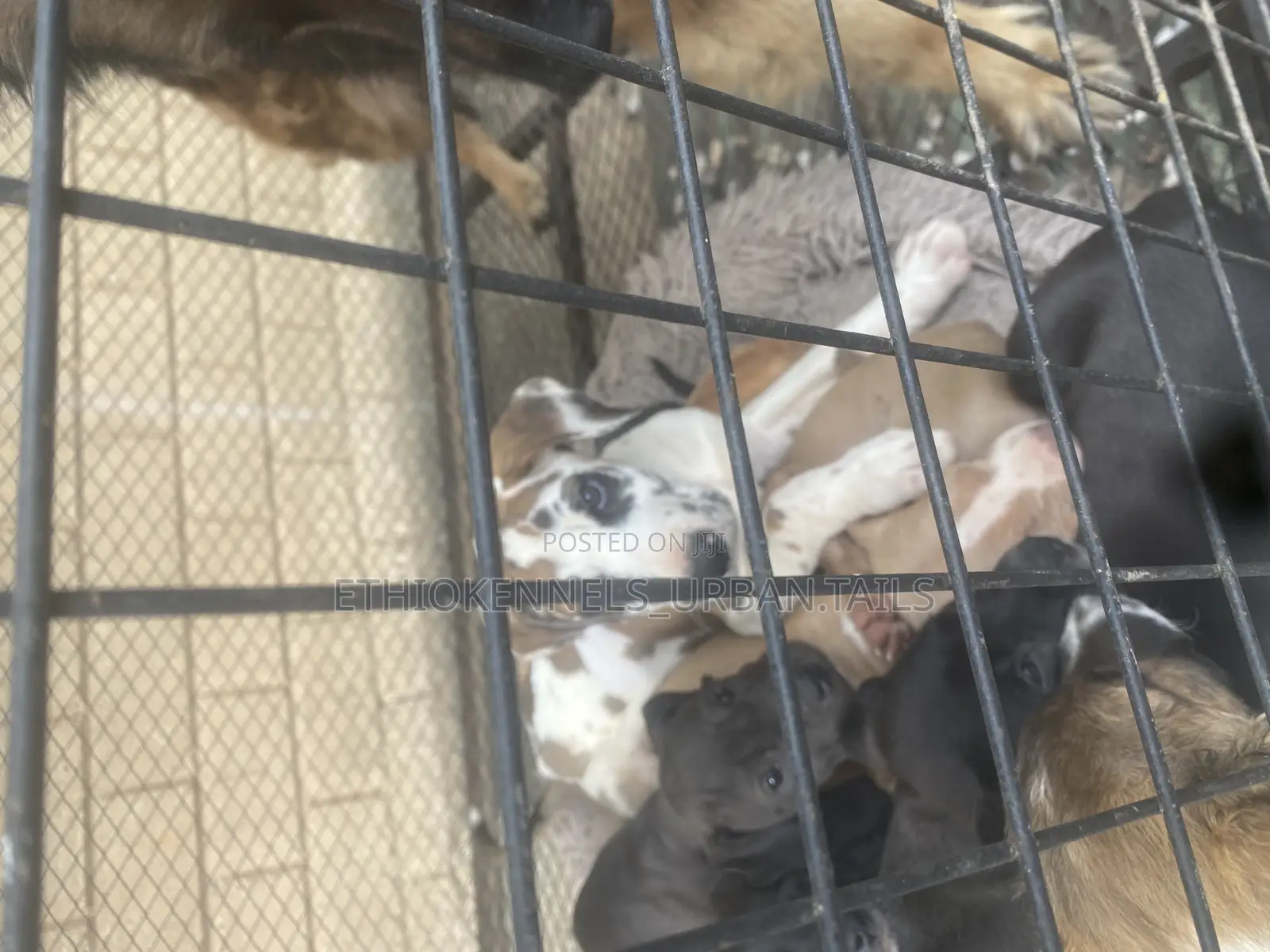 1-3 months Female Purebred Great Dane