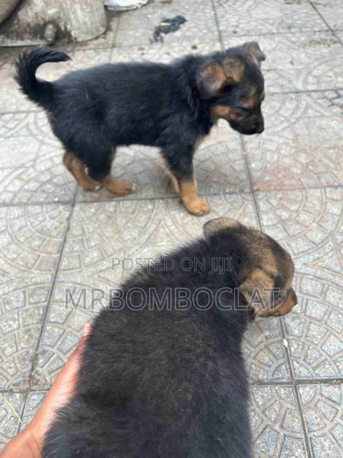 1-3 months Male Purebred German Shepherd