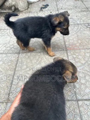 1-3 months Male Purebred German Shepherd