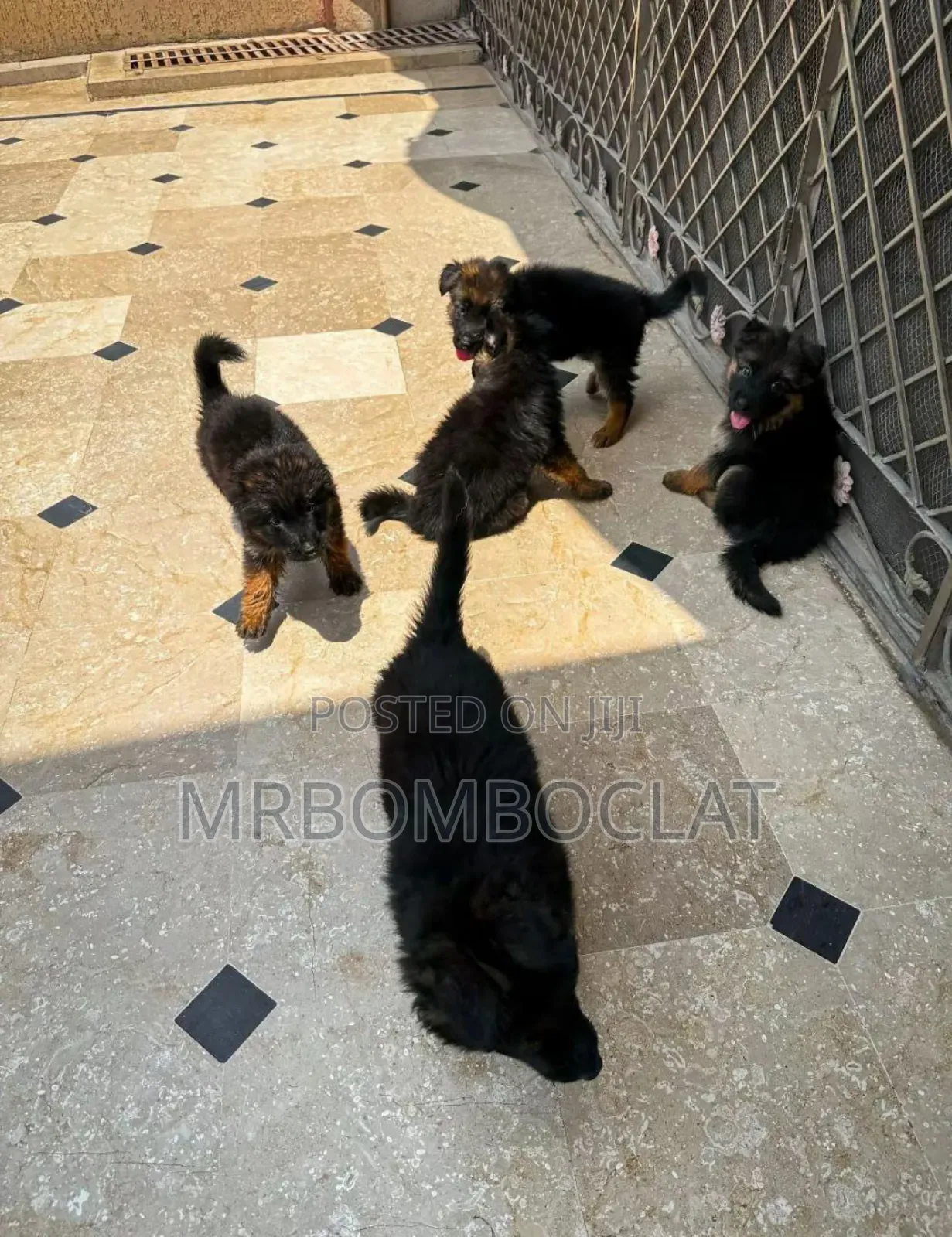 1-3 months Male Purebred German Shepherd