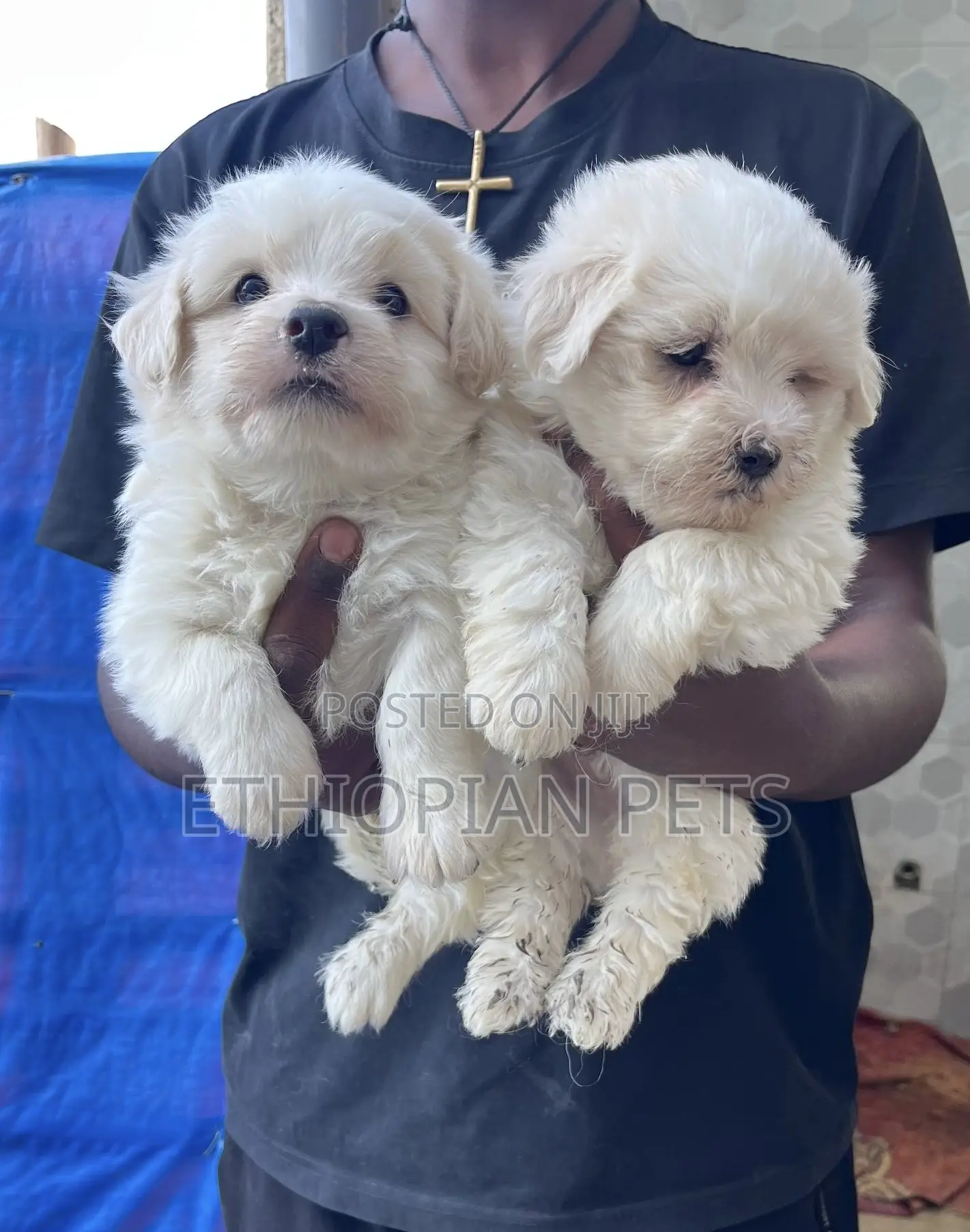 1-3 months Male Purebred Maltese