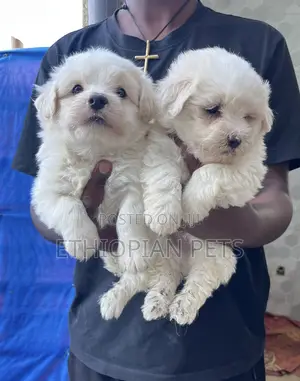 1-3 months Male Purebred Maltese