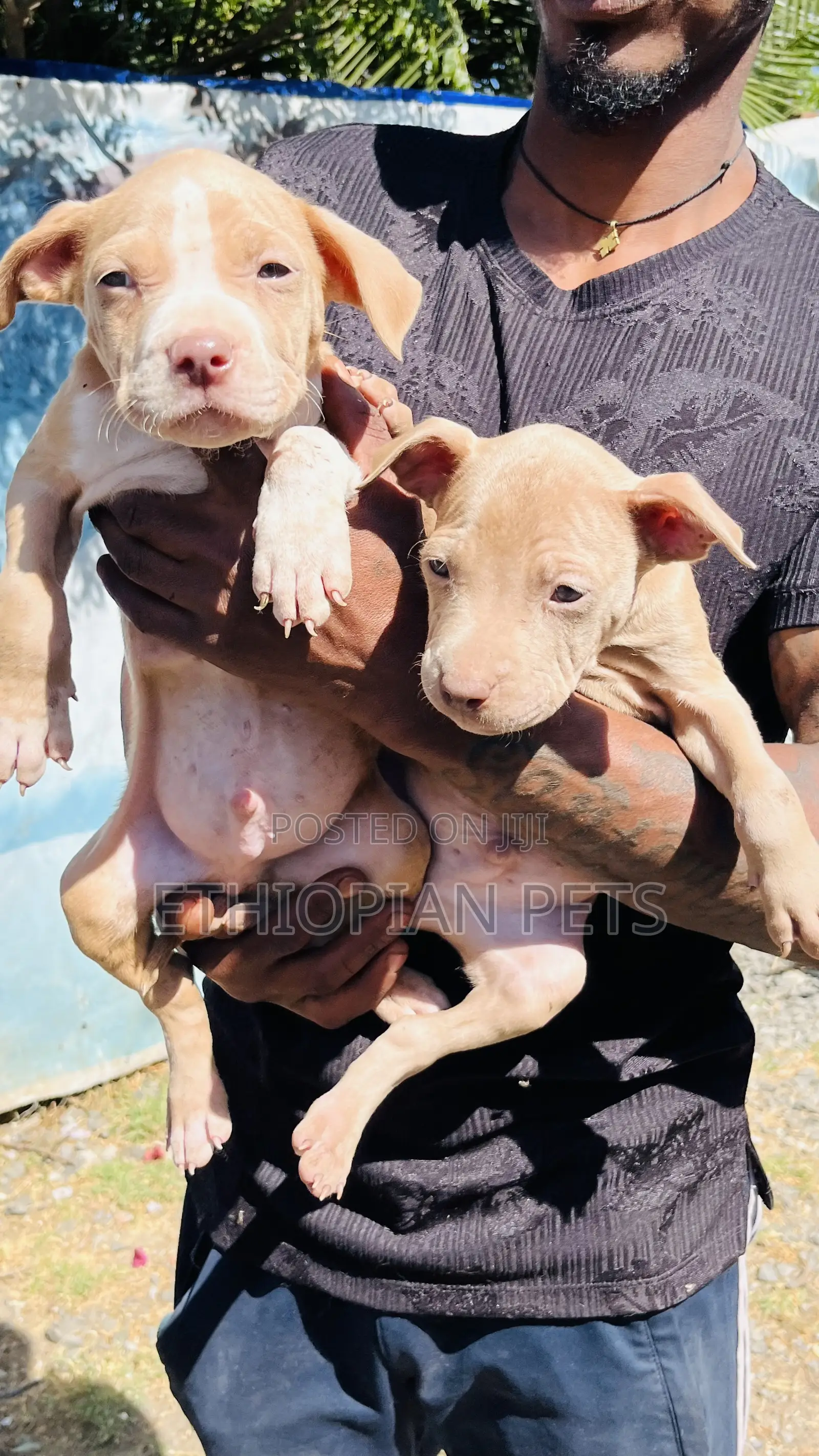 1-3 months Male Purebred American Bully