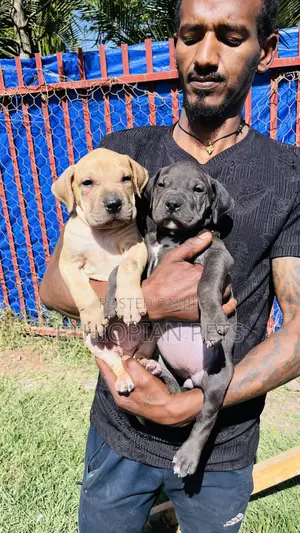 1-3 months Male Purebred Presa Canario