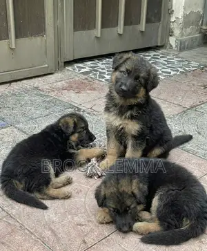1-3 months Male Purebred German Shepherd