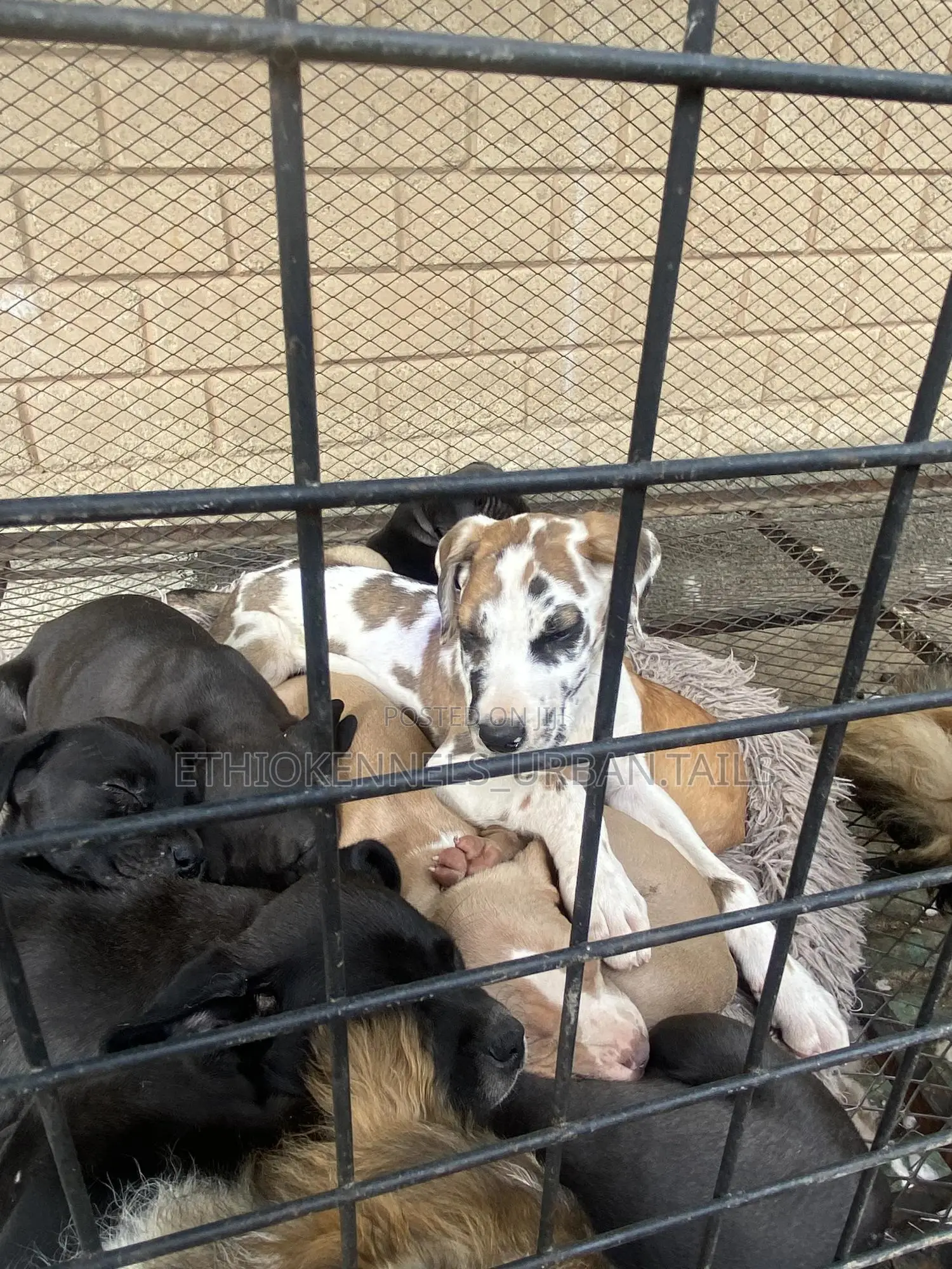1-3 months Female Purebred Great Dane