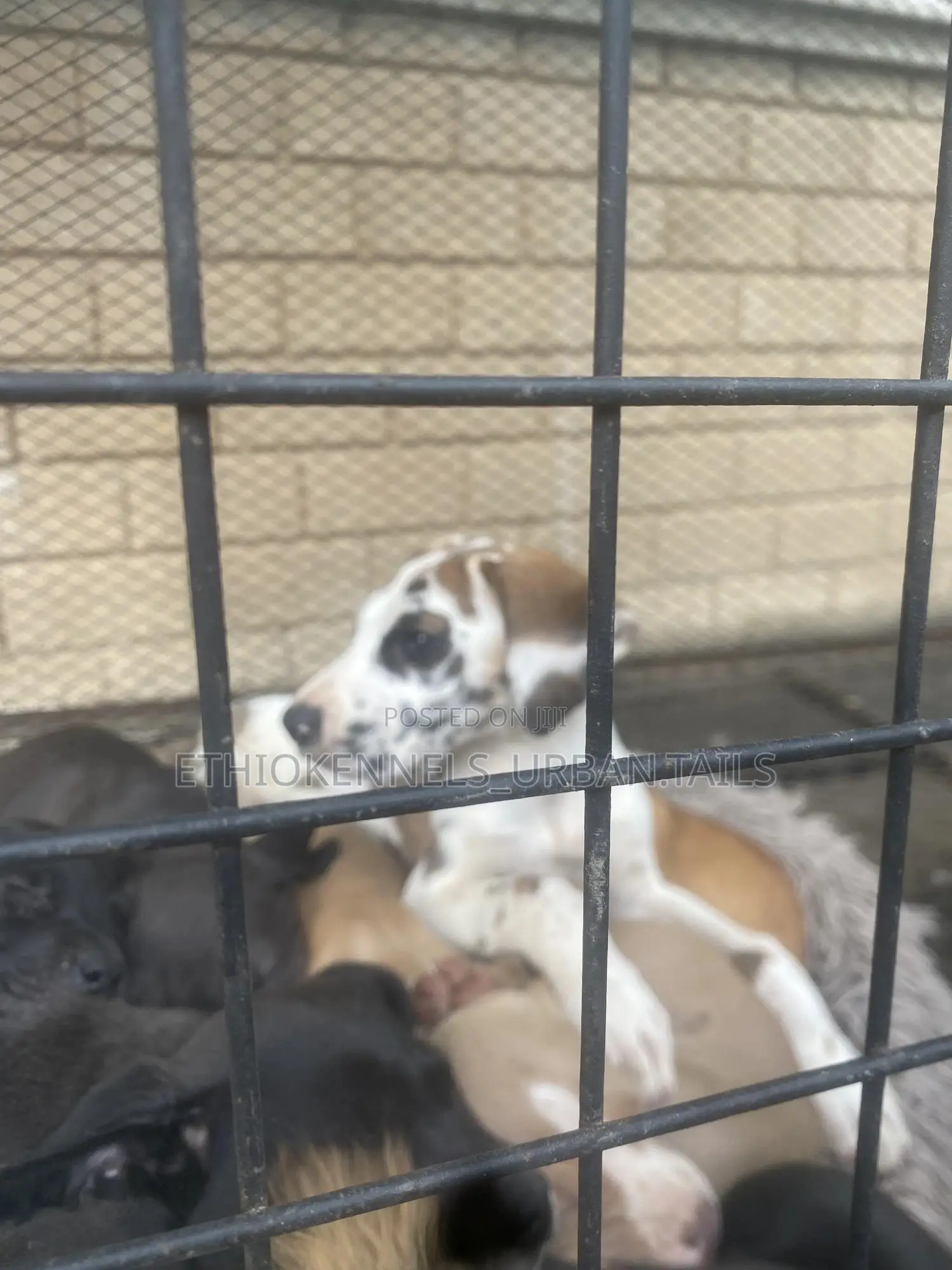 1-3 months Female Purebred Great Dane