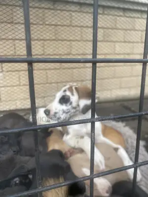 1-3 months Female Purebred Great Dane