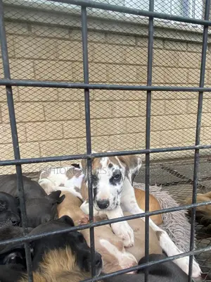 1-3 months Female Purebred Great Dane