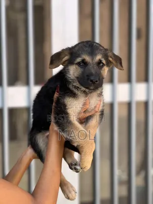 0-1 month Male Purebred German Shepherd