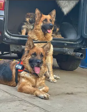 1-3 months Male Purebred German Shepherd