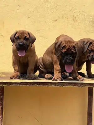 1-3 months Male Purebred Boerboel