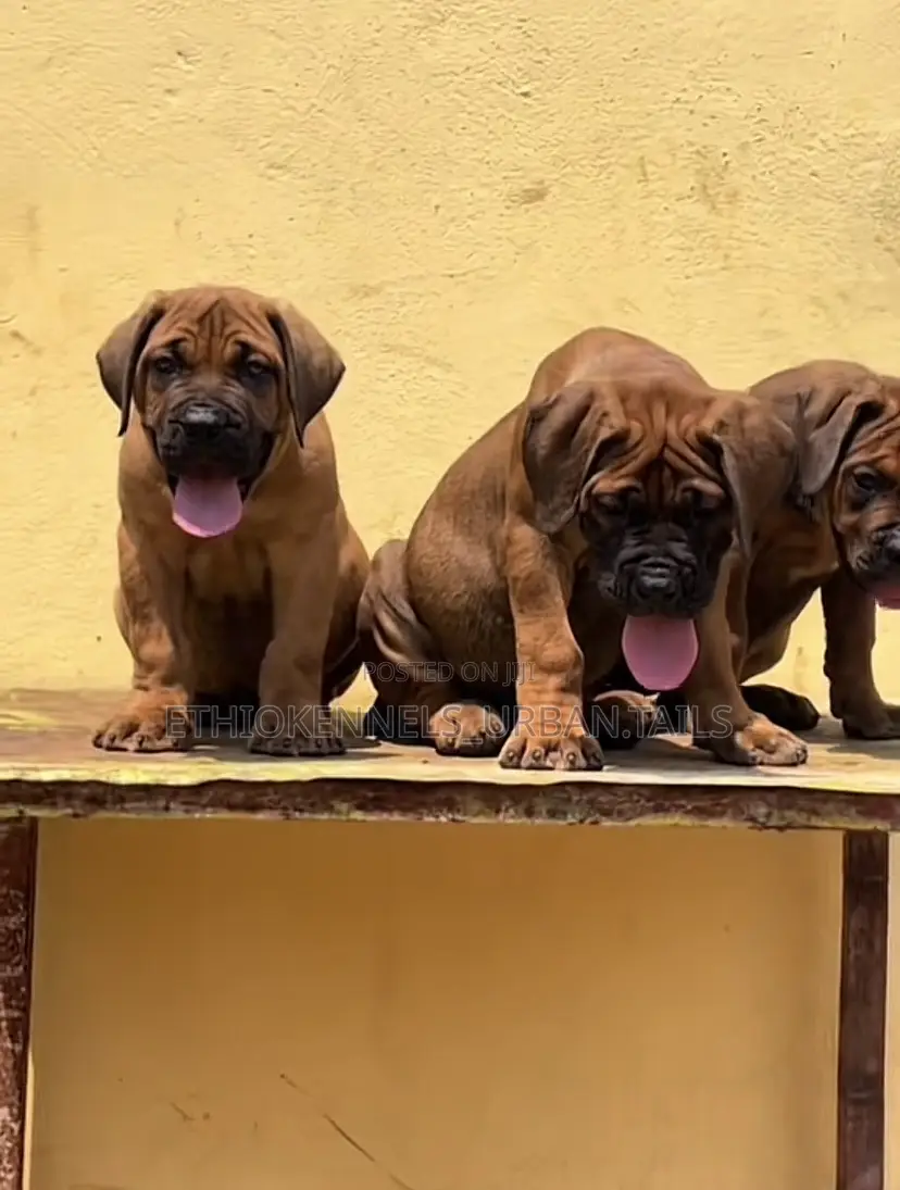 1-3 months Male Purebred Boerboel