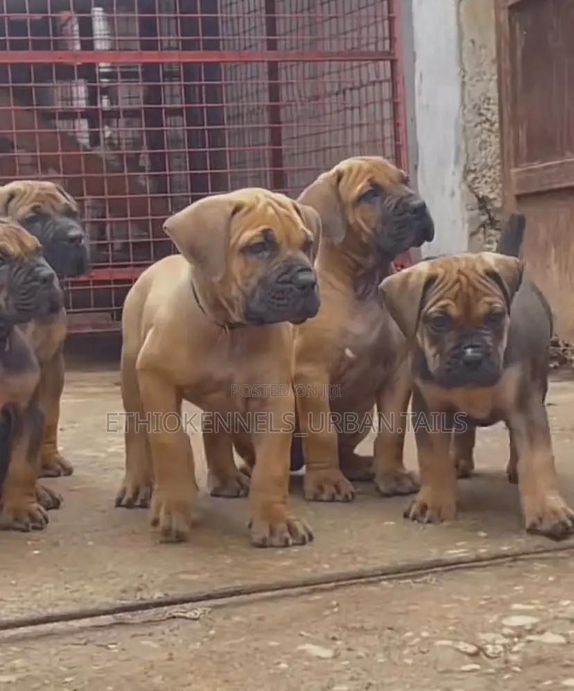 1-3 months Male Purebred Boerboel