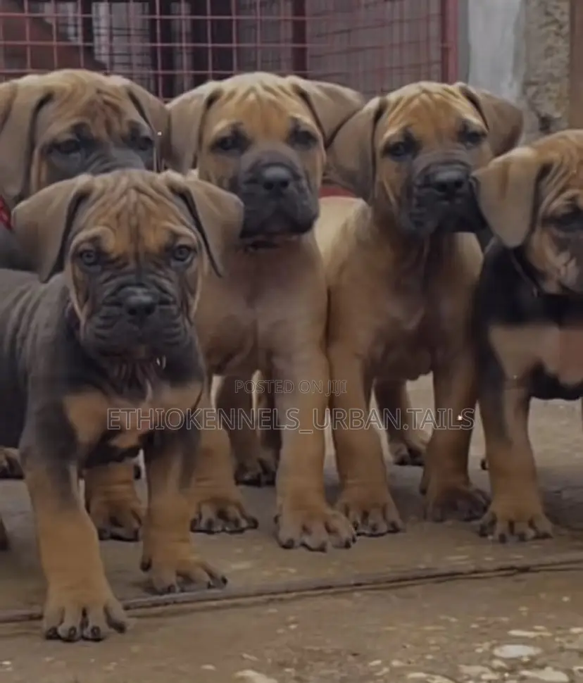1-3 months Male Purebred Boerboel