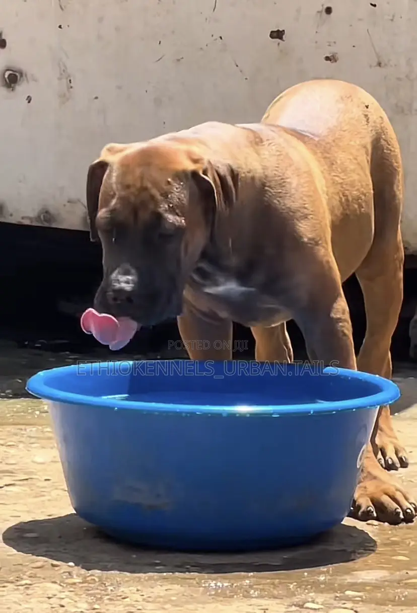 1-3 months Male Purebred Boerboel