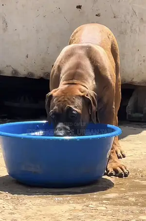 1-3 months Male Purebred Boerboel