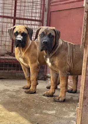 1-3 months Male Purebred Boerboel