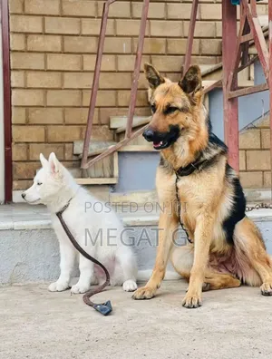 1-3 months Male Purebred German Shepherd