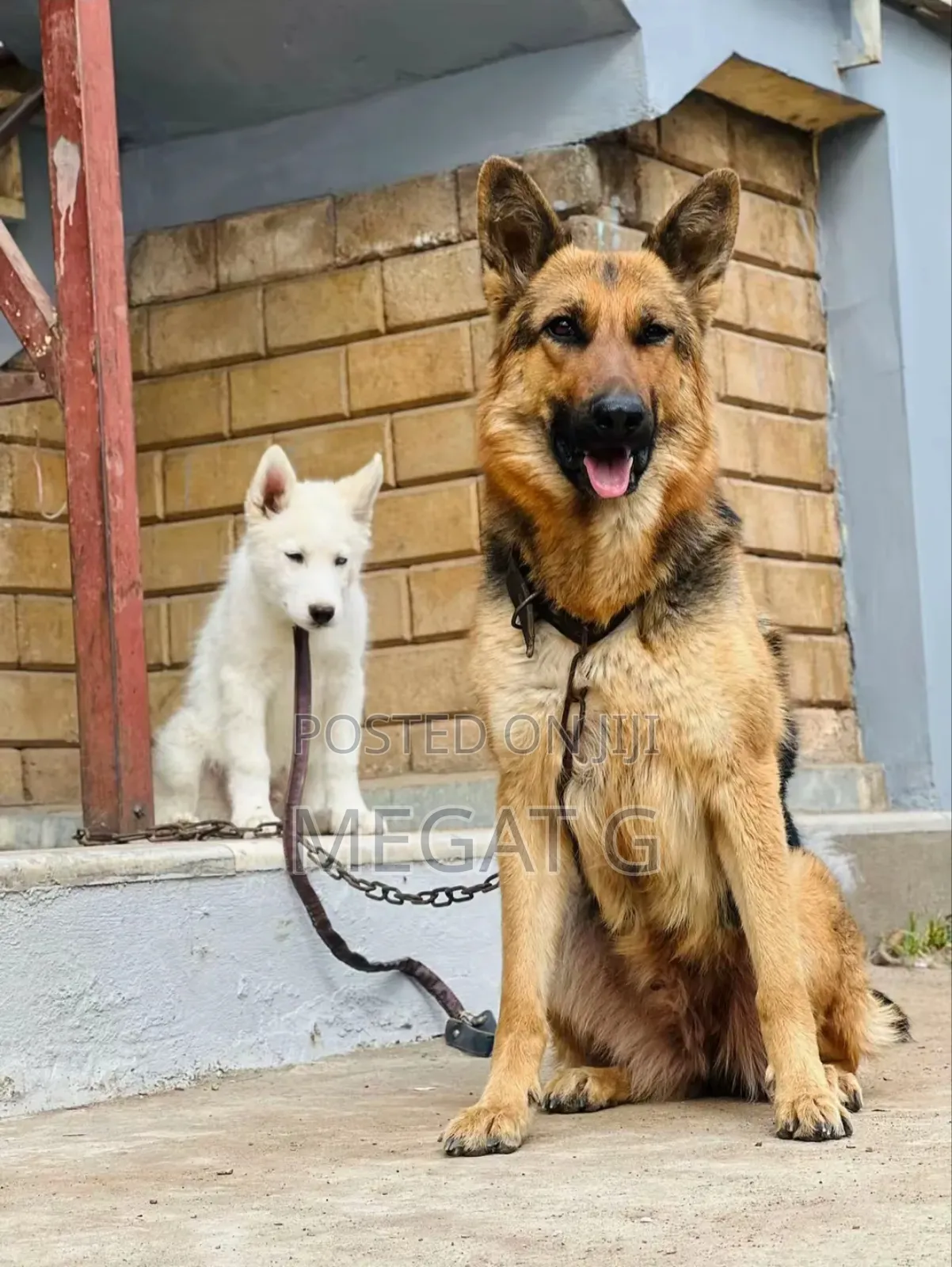 1-3 months Male Purebred German Shepherd