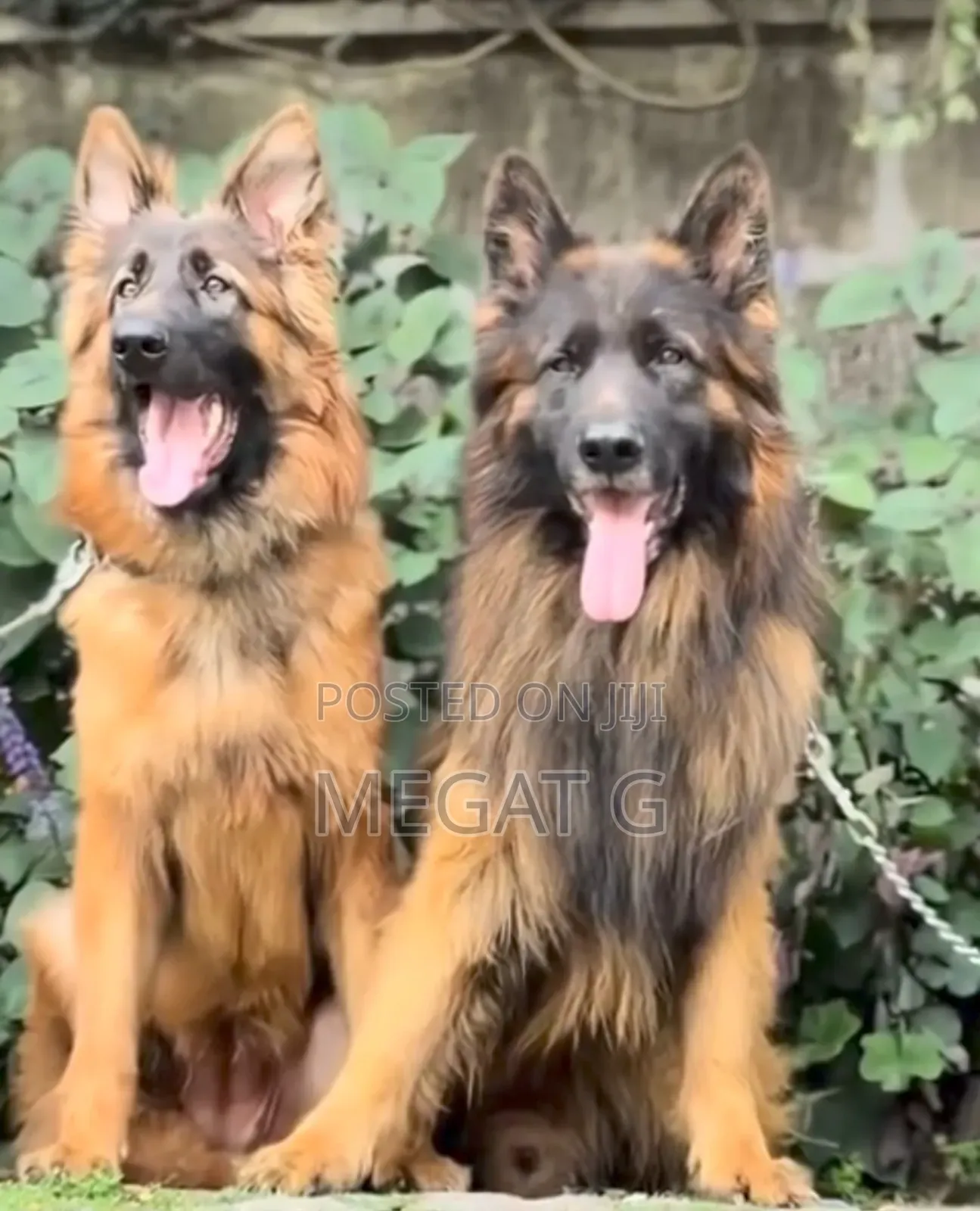 1-3 months Male Purebred German Shepherd