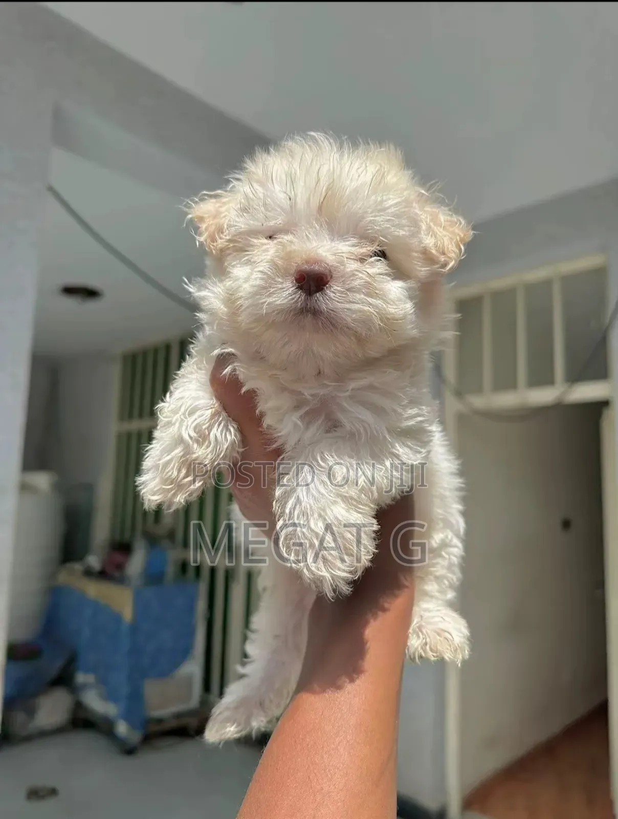 1-3 months Male Purebred Maltese