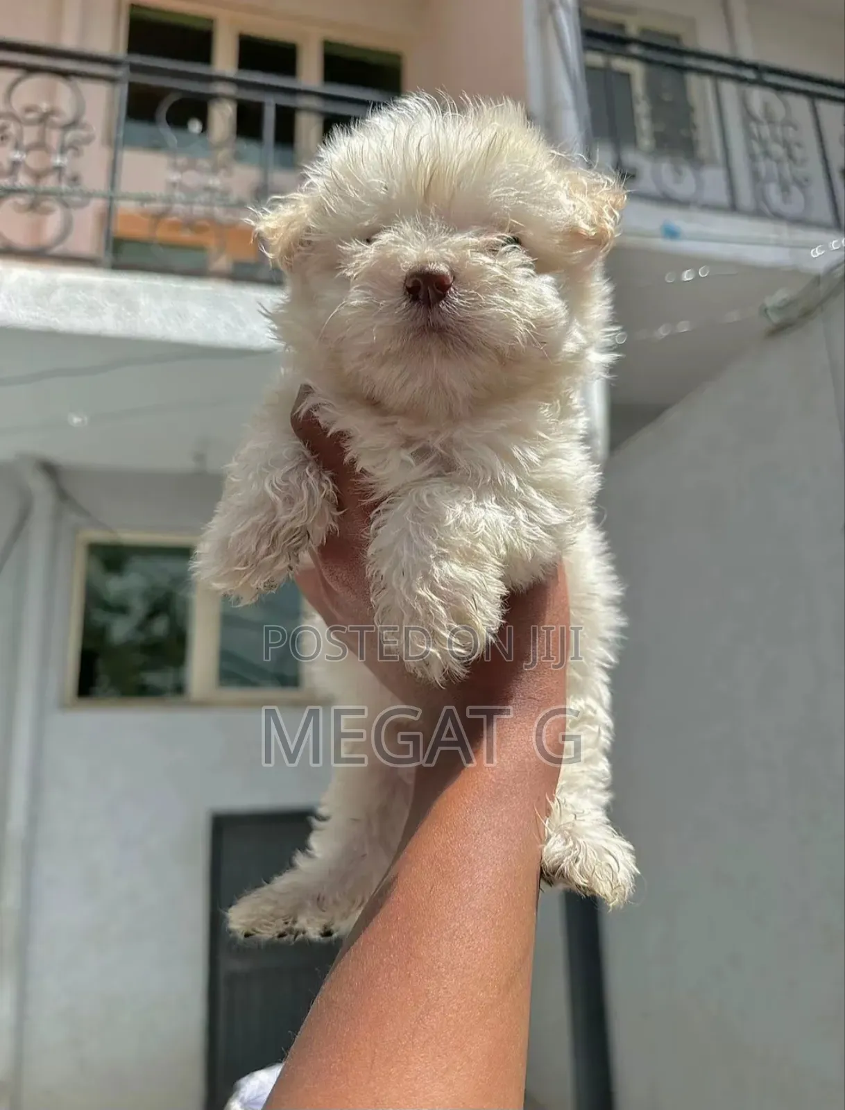 1-3 months Male Purebred Maltese