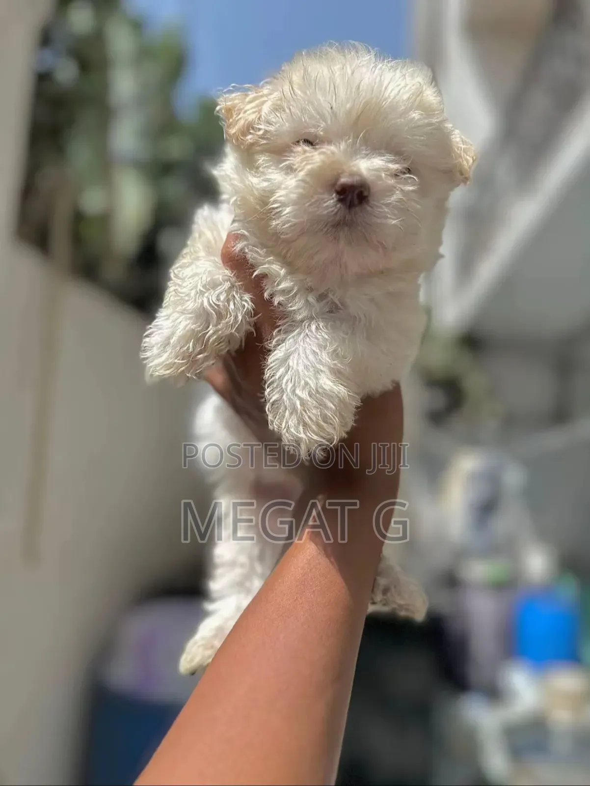 1-3 months Male Purebred Maltese
