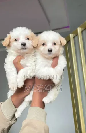 1-3 months Male Purebred Maltese