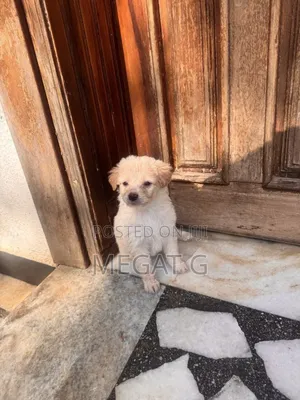 1-3 months Male Purebred Maltese