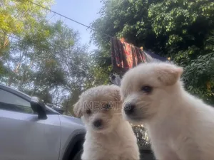 1-3 months Male Purebred Maltese