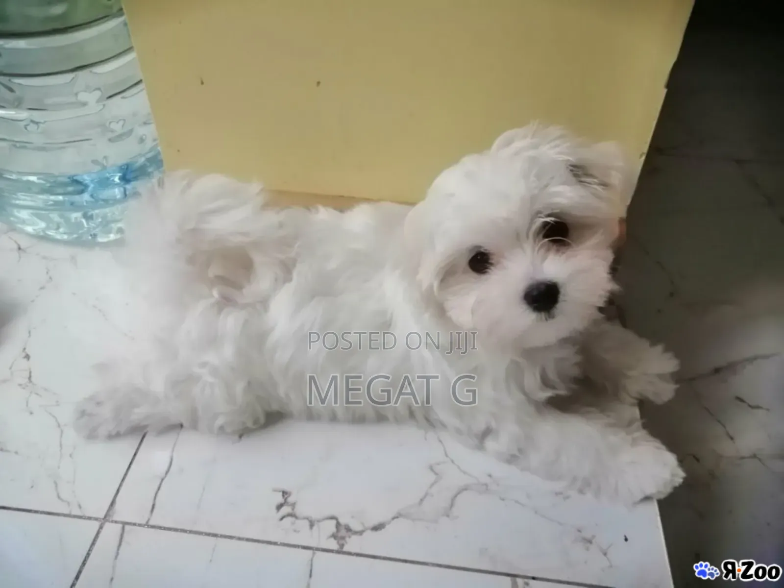1-3 months Male Purebred Maltese