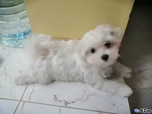 1-3 months Male Purebred Maltese