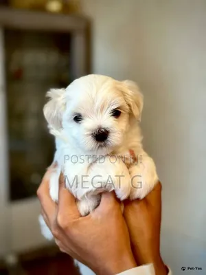 1-3 months Male Purebred Maltese