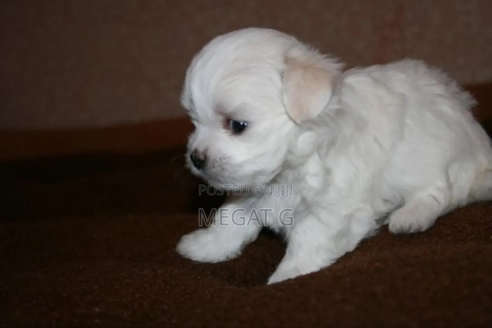 1-3 months Male Purebred Maltese