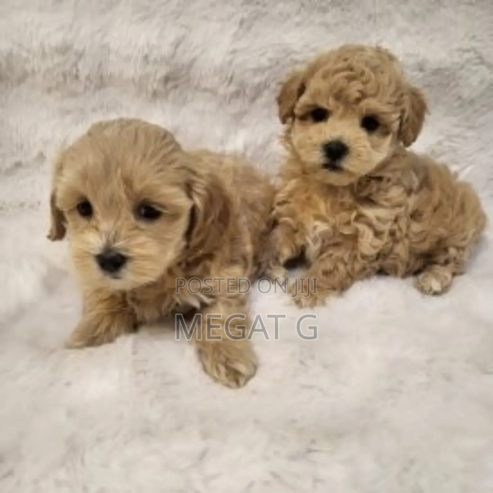 1-3 months Male Purebred Poodle