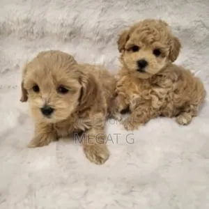 1-3 months Male Purebred Poodle