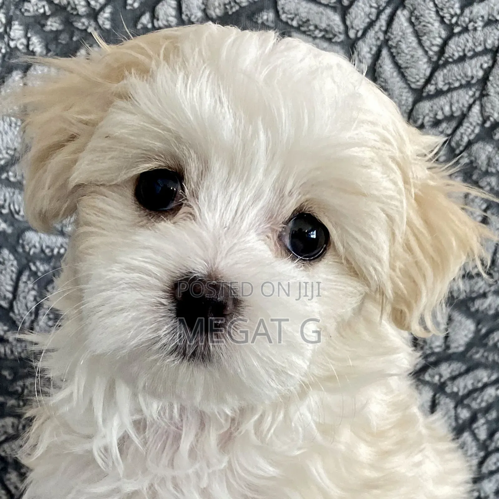 1-3 months Male Purebred Maltese