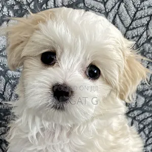 1-3 months Male Purebred Maltese