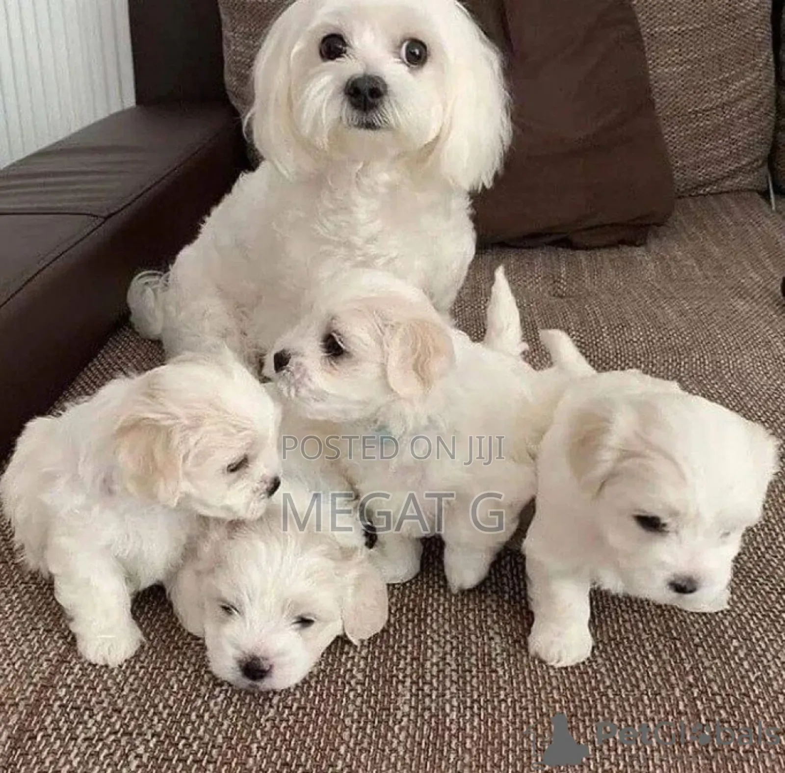 1-3 months Male Purebred Maltese