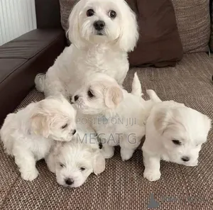 1-3 months Male Purebred Maltese