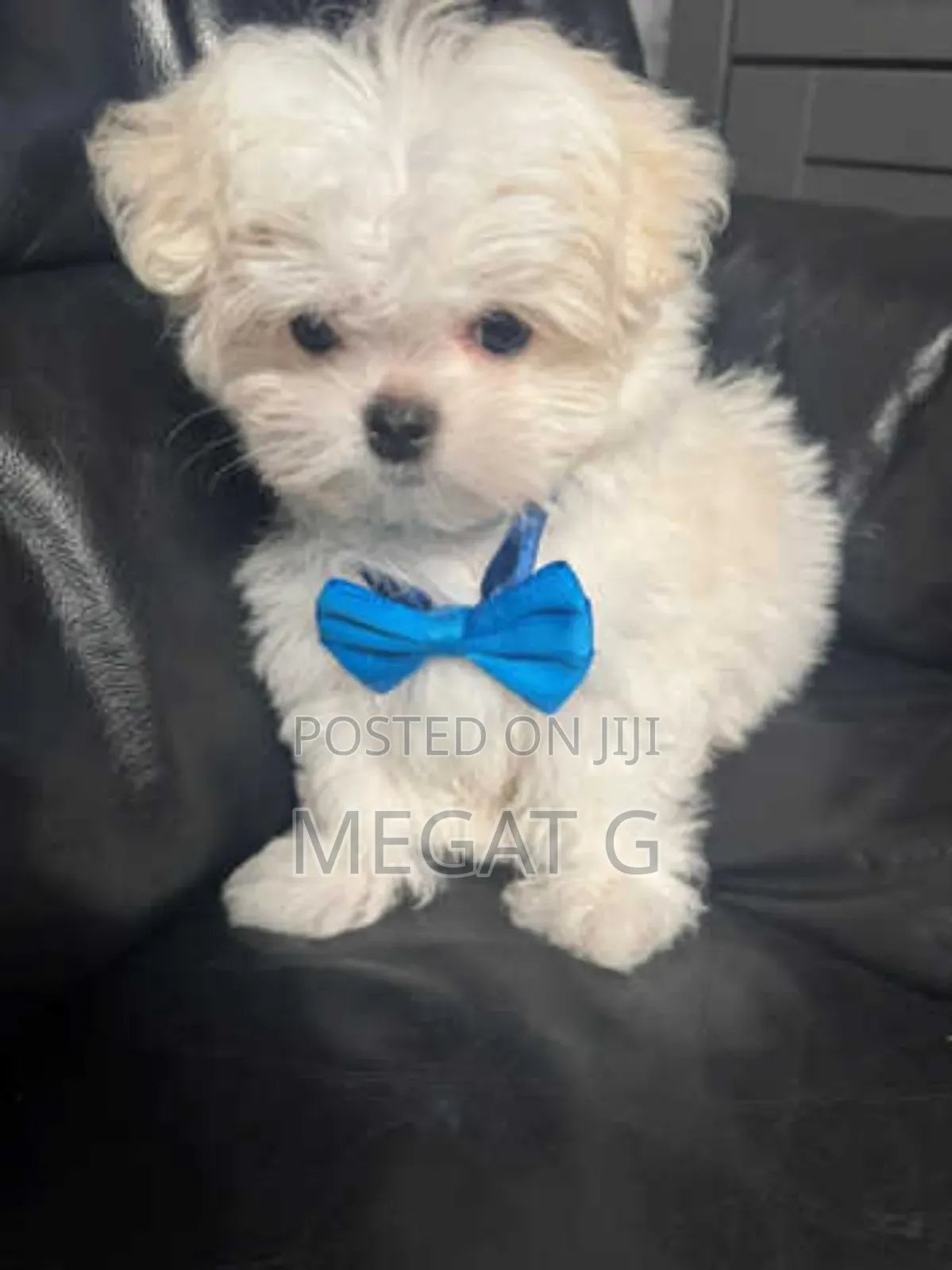 1-3 months Male Purebred Maltese