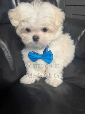 1-3 months Male Purebred Maltese