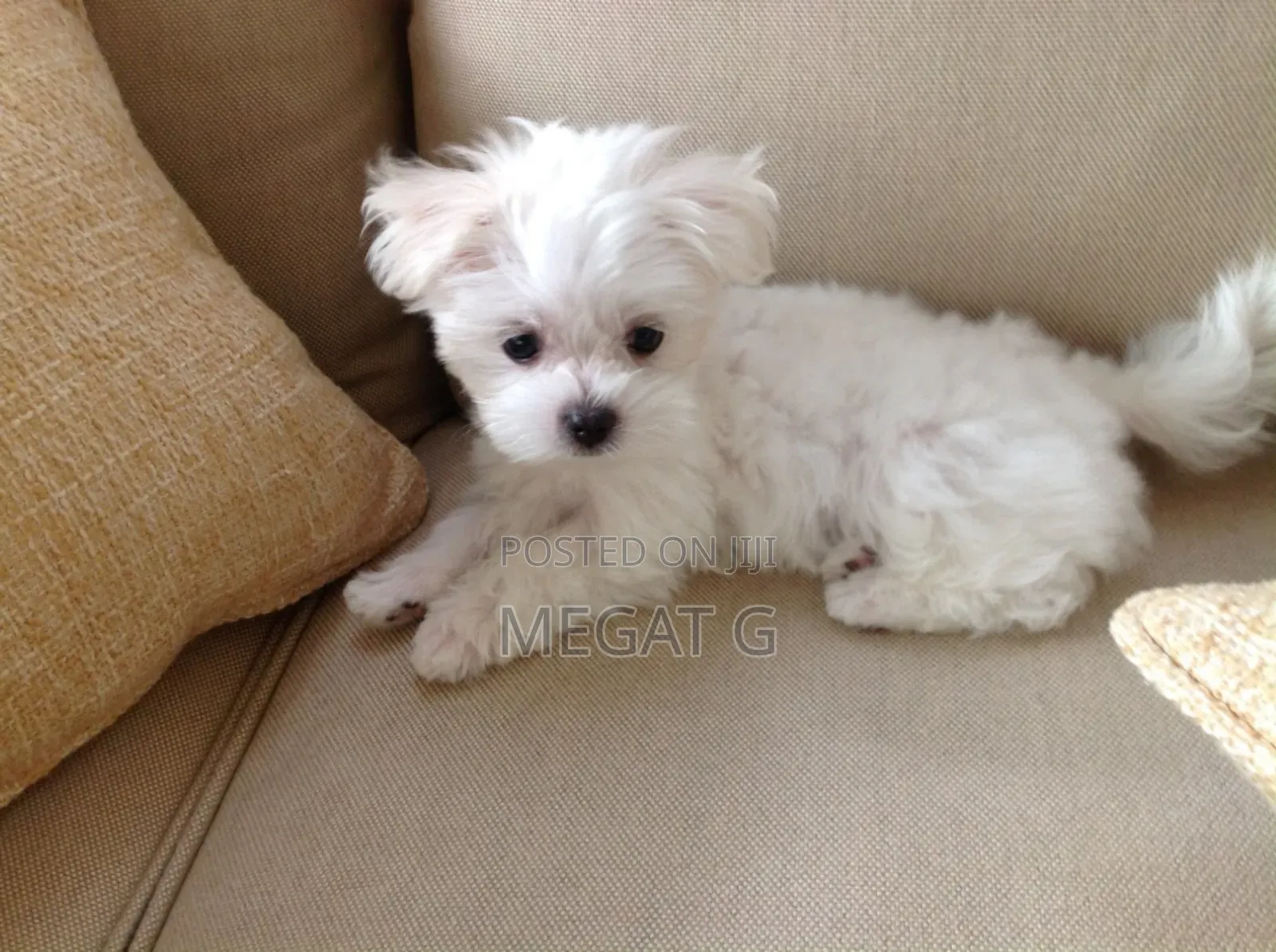 1-3 months Male Purebred Maltese