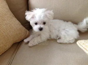 1-3 months Male Purebred Maltese