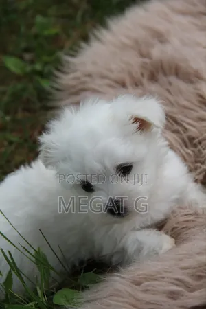 1-3 months Male Purebred Maltese