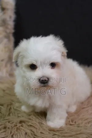1-3 months Male Purebred Maltese