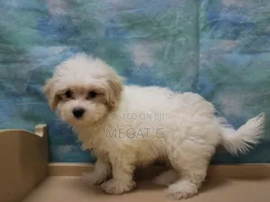 1-3 months Male Purebred Maltese
