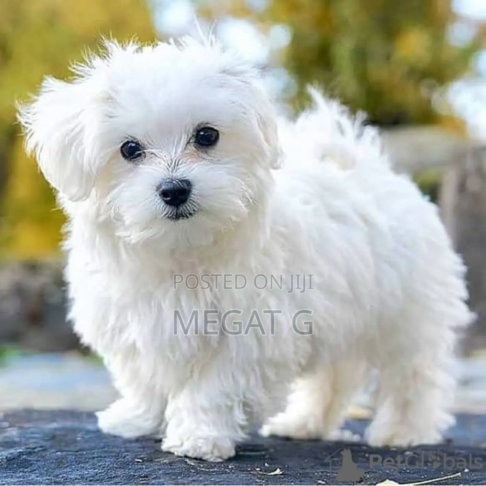 1-3 months Male Purebred Maltese